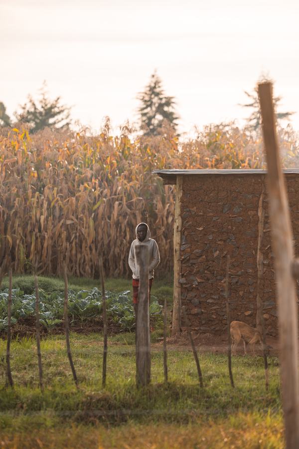 A figure at the edge of the maize
