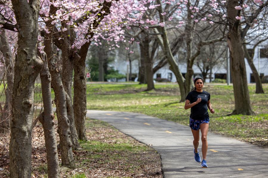 Running a path under cherry blossoms